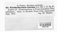 Trichothecium roseum image